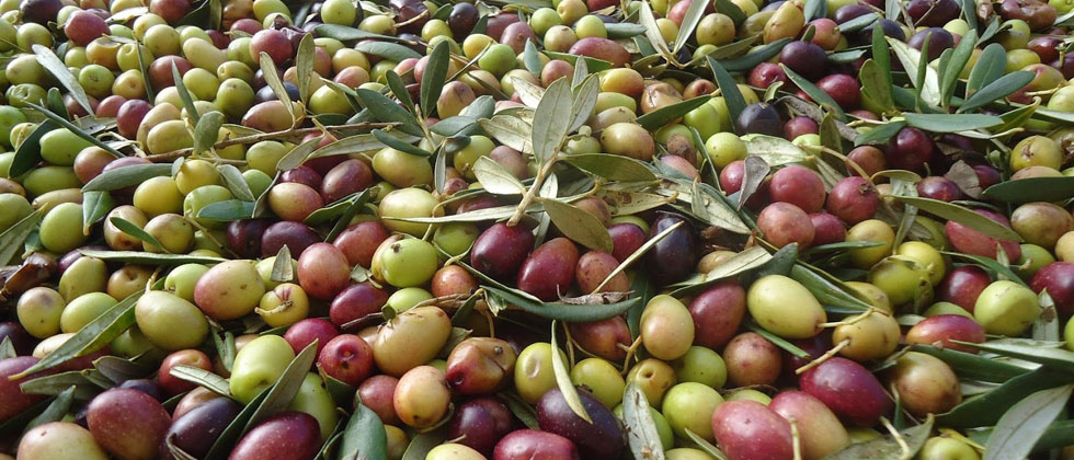 aceituna arbequina