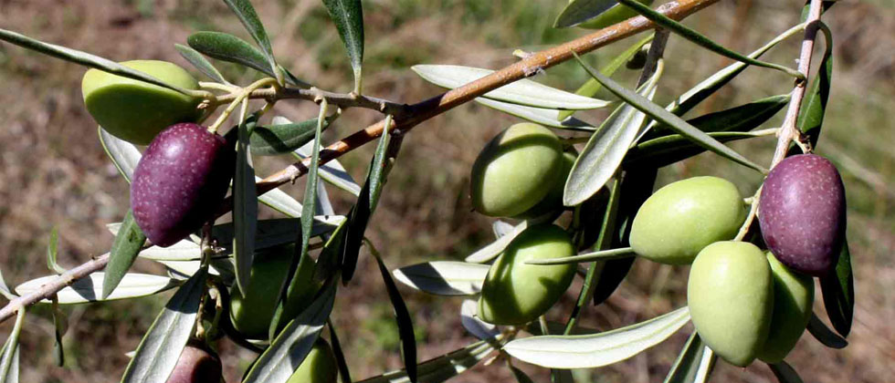 cornicabra