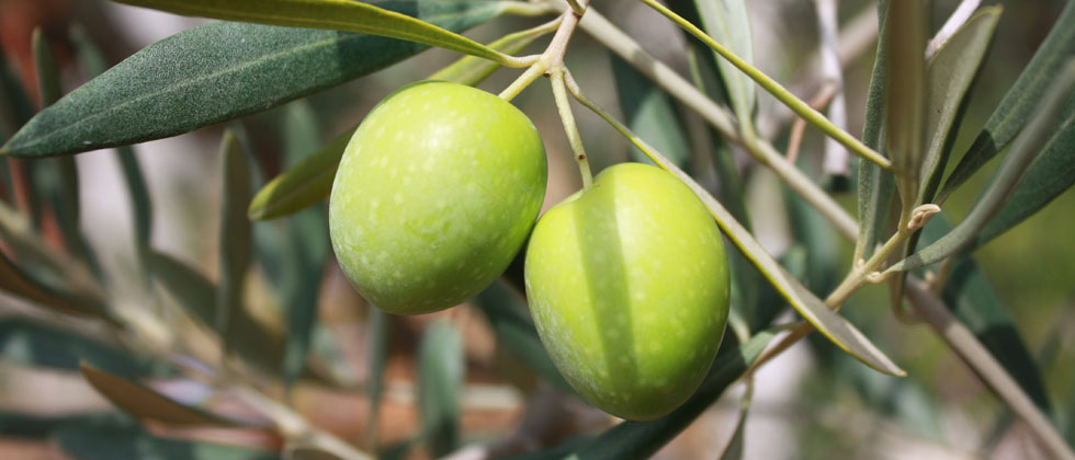 manzanilla2