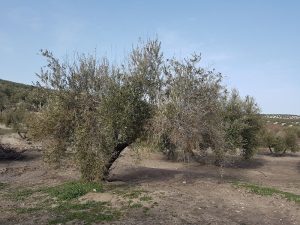 arbol afectado hongo verticilium 2