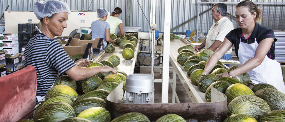 melon sandia