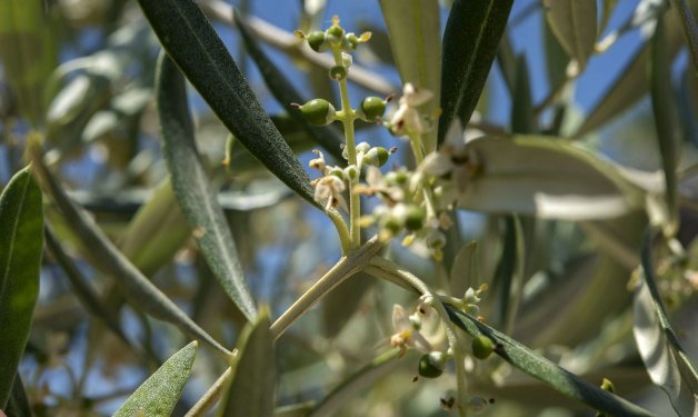 aceite jaen 1
