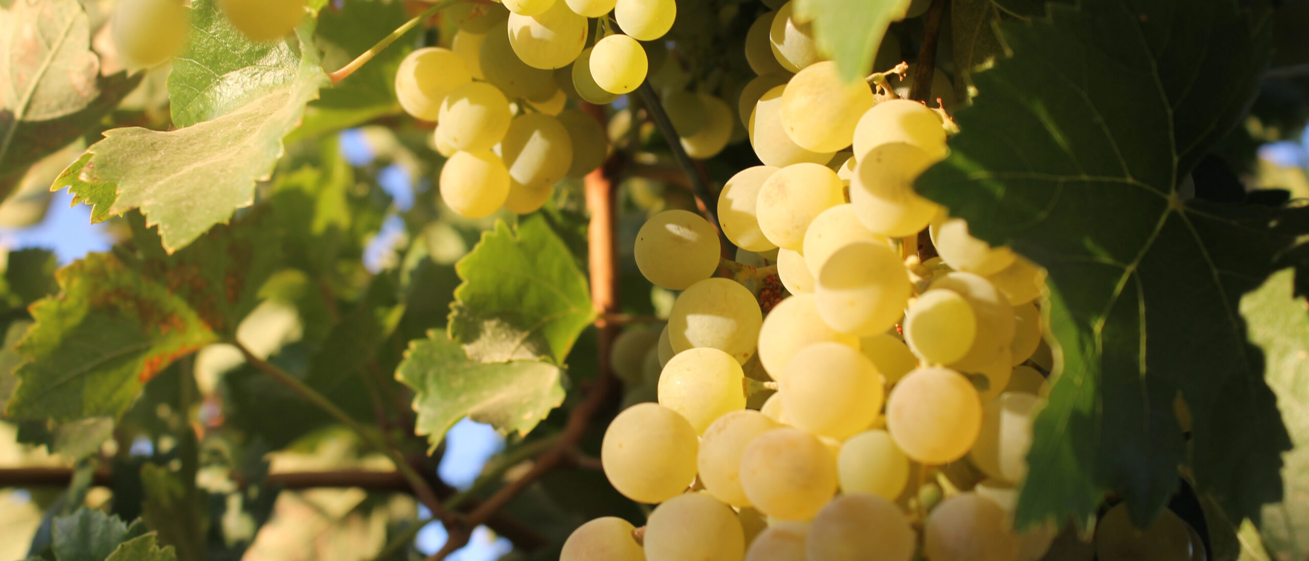 vino vino