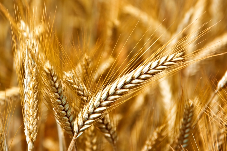 Cooperativas Agro-alimentarias de España estima una gran cosecha de cereales con 24,47 millones de toneladas