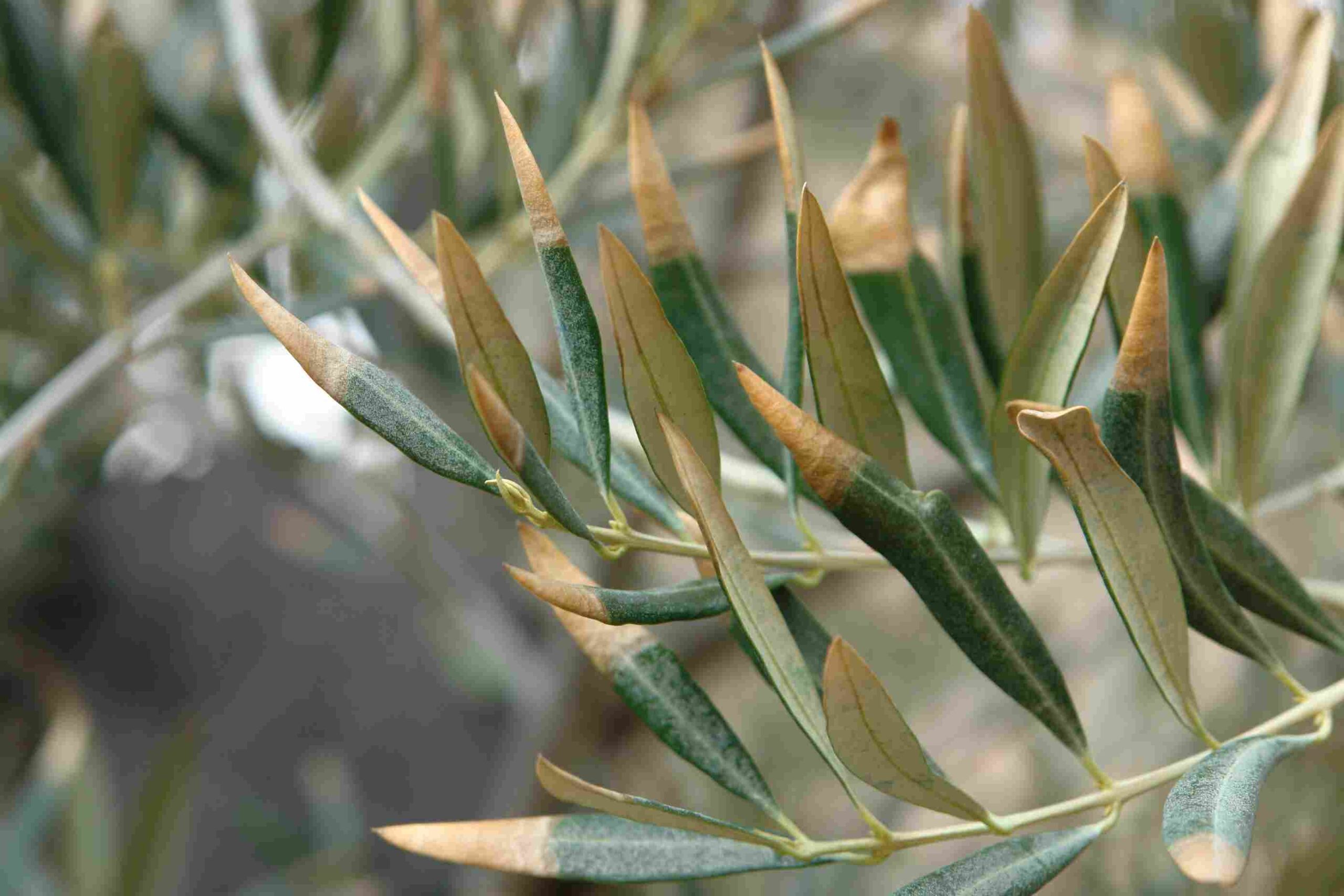 Cooperativas Agro-alimentarias de España estima una producción de aceite de oliva inferior debido a la falta de lluvias