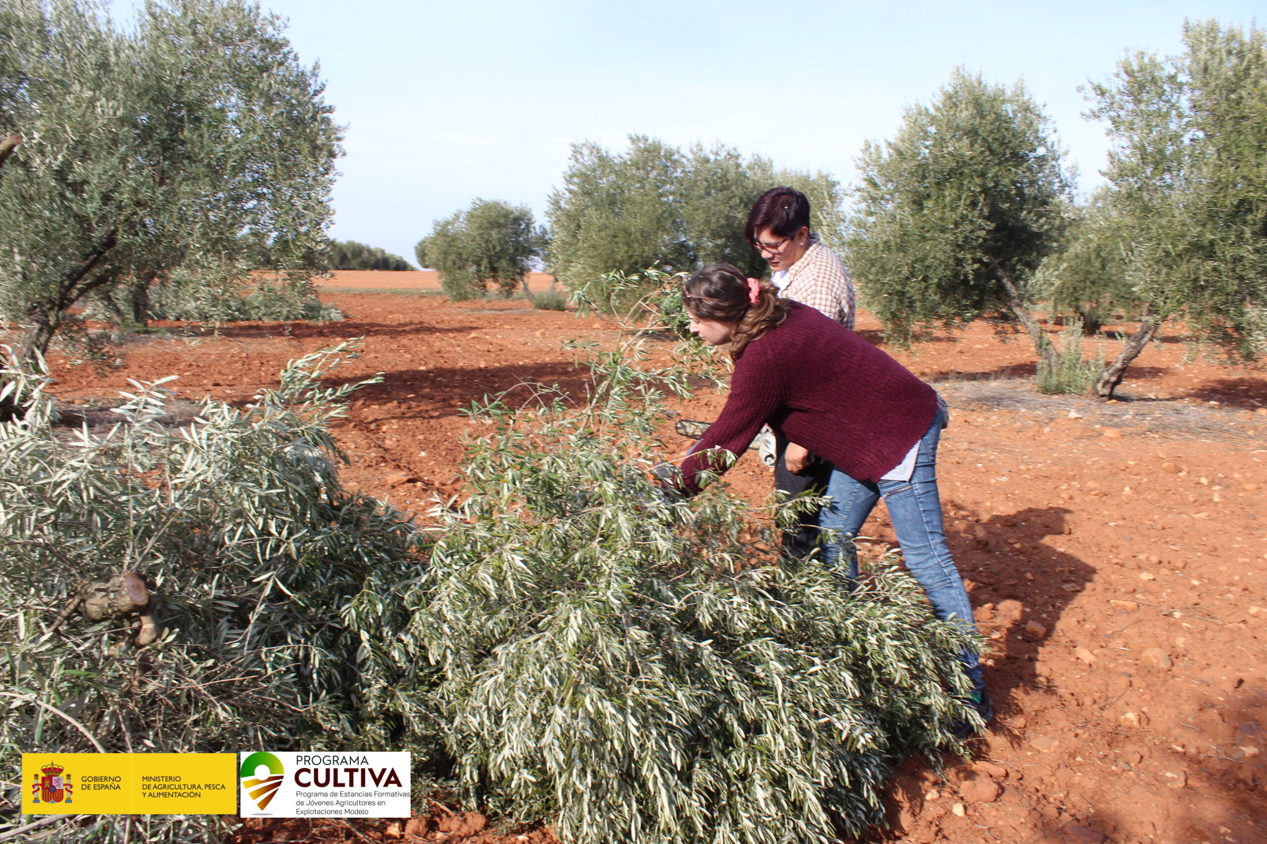 Cooperativas Agro-alimentarias Castilla-La Mancha inicia en Valdepeñas la primera estancia del Programa CULTIVA en la región