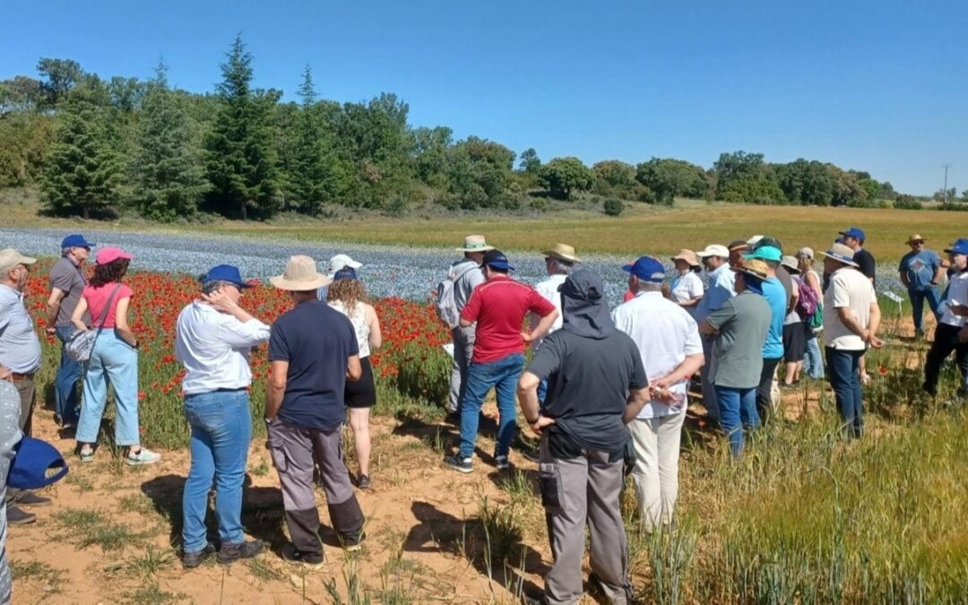 Cooperativas Agro-alimentarias Castilla-La Mancha presenta el Proyecto CARINA en las jornadas REDPAC sobre buenas prácticas del ecoregimen de rotación de cultivos con especies mejorantes