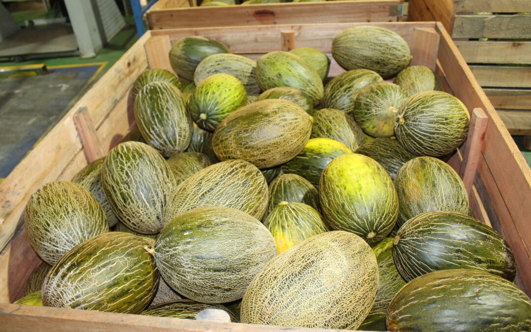 Cooperativas Agro-alimentarias Castilla-La Mancha espera una cosecha de melón y sandía similar a la de 2024, y de excelente calidad