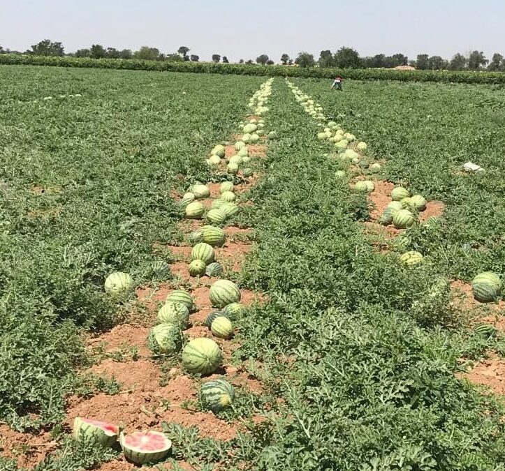 Cooperativas Agro-alimentarias considera injustificada la bajada de precios del melón y sandía y confía en una pronta recuperación de las cotizaciones