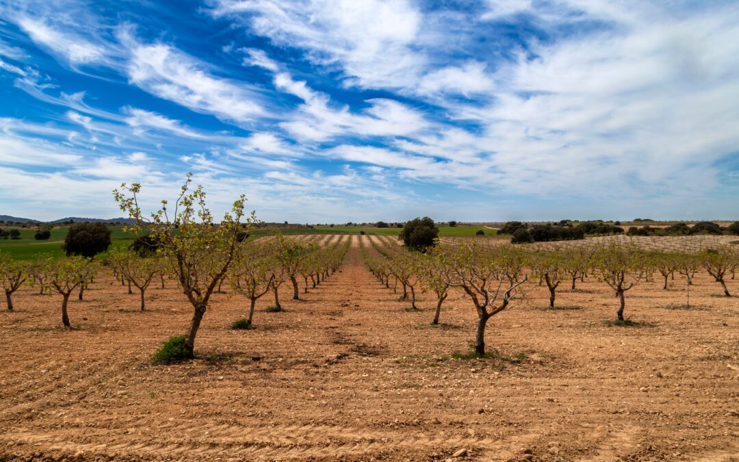 Cooperativas Agro-alimentarias Castilla-La Mancha revisa ligeramente a la baja la previsión de cosecha histórica de pistacho situándola en 8.400 toneladas