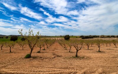 Cooperativas Agro-alimentarias Castilla-La Mancha revisa ligeramente a la baja la previsión de cosecha histórica de pistacho situándola en 8.400 toneladas