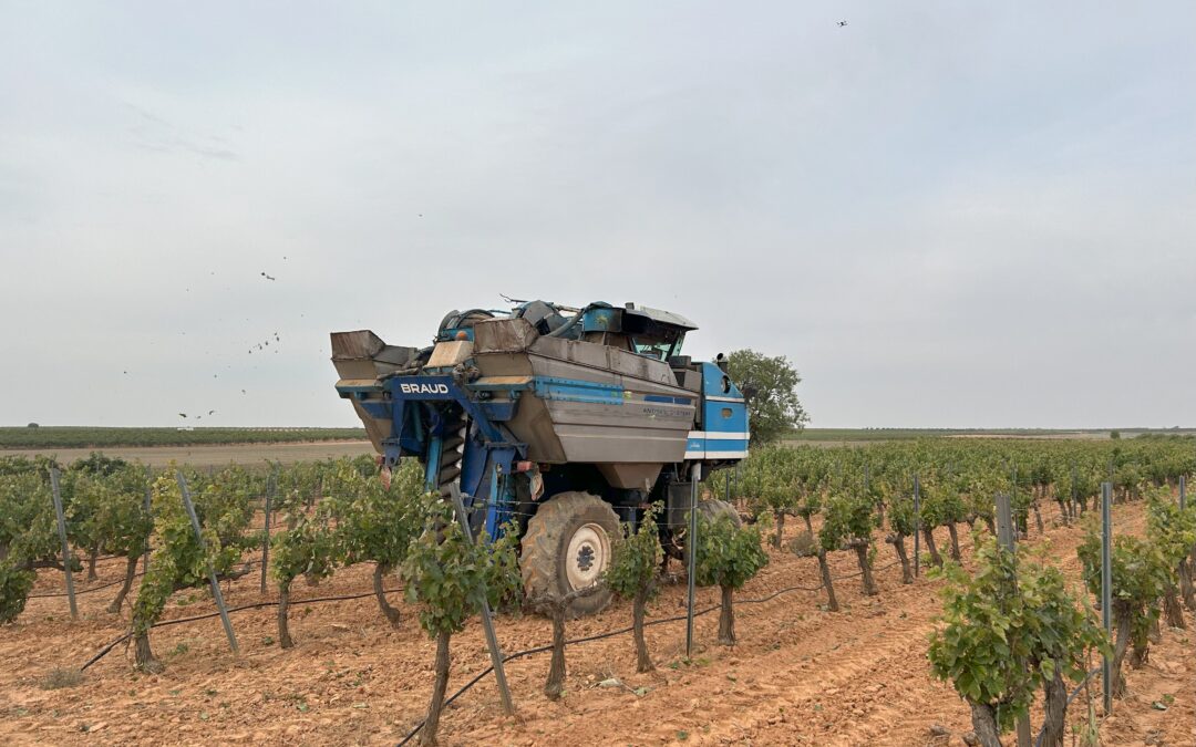 Cooperativas Agro-alimentarias Castilla-La Mancha constata una importante reducción de cosecha esta vendimia por las altas temperaturas de agosto
