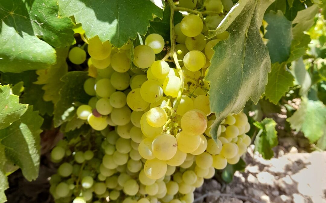 Cooperativas Agro-alimentarias Castilla-La Mancha se suma a la celebración del Día del Airén para poner en valor la variedad más representativa de nuestros viñedos