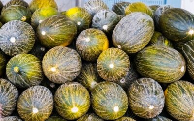 La Interprofesional del Melón y la Sandía de Castilla-La Mancha califica la campaña como desastrosa y considera necesaria la revitalización del sector