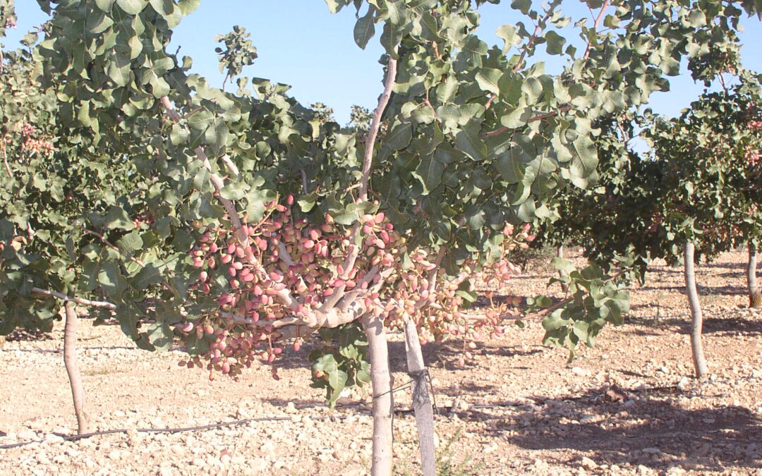 La producción de pistacho en Castilla-La Mancha alcanzó las 11.000 toneladas en 2025, superando en un 30% las previsiones iniciales