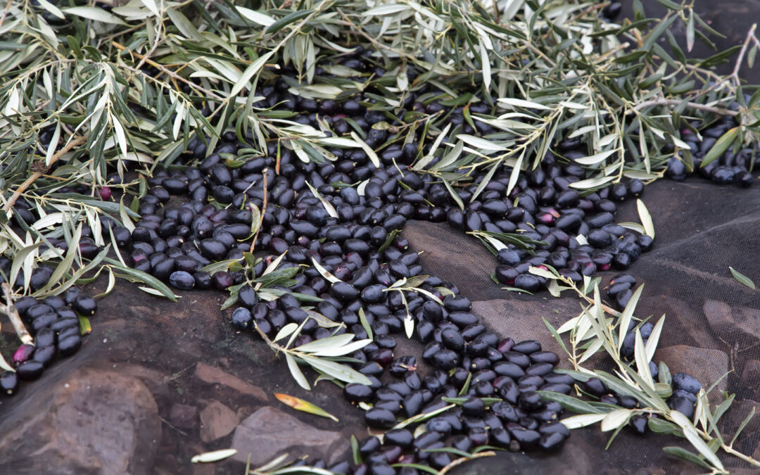 Las últimas lluvias retrasan la recolección de la aceituna aun cuando mejoran las expectativas de los demás cultivos en Castilla-La Mancha