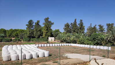 Proyecto RUMIORUJO: Nuevos alimentos para rumiantes a partir del orujo de uva mediante un innovador sistema de ensilado