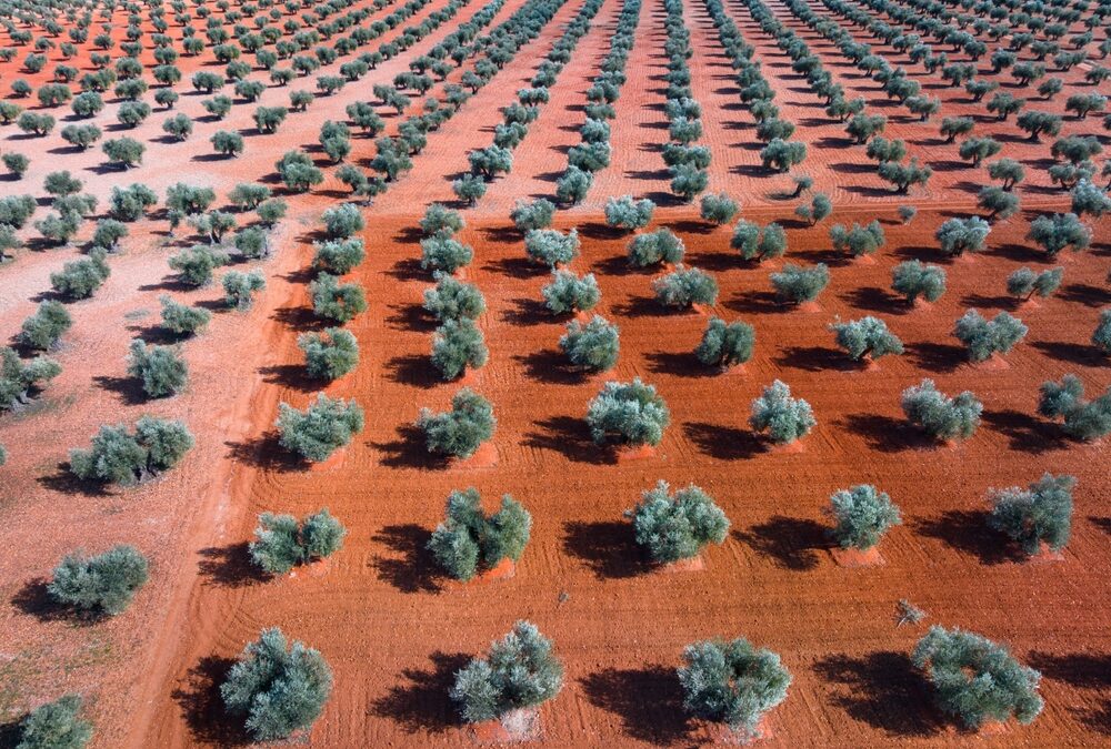 La nueva sectorial de Agricultura Ecológica de Cooperativas Agro-alimentarias CLM trabajará para que la futura PAC garantice presupuesto suficiente para todos los productores ecológicos