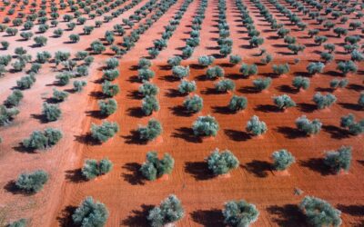 La nueva sectorial de Agricultura Ecológica de Cooperativas Agro-alimentarias CLM trabajará para que la futura PAC garantice presupuesto suficiente para todos los productores ecológicos