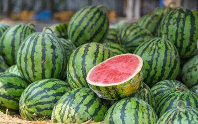 Cooperativas Agro-alimentarias C-LM espera una cosecha del melón y la sandía similar al último año, y de excelente calidad