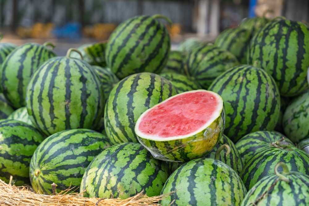 Cooperativas Agro-alimentarias C-LM espera una cosecha del melón y la sandía similar al último año, y de excelente calidad