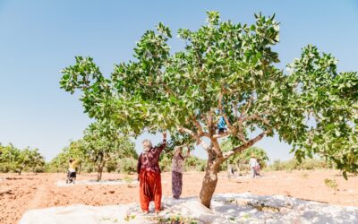 La Comisión Sectorial del Pistacho de Cooperativas Agro-alimentarias Castilla-La Mancha prevé una cosecha de 8.054 toneladas, un 27% inferior a la campaña anterior